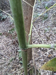 Pleioblastus maculatus