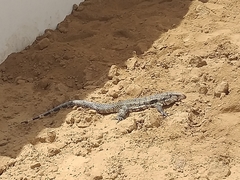 Salvator merianae merianae