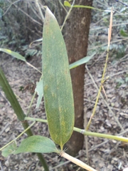 Pleioblastus maculatus
