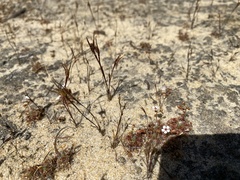 Centrolepis aristata