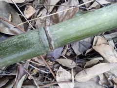 Pleioblastus maculatus