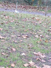 Chroicocephalus ridibundus