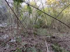 Pleioblastus maculatus