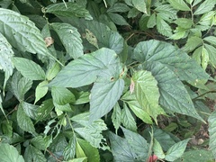 Begonia × buimontana