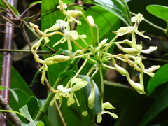 Epidendrum scytocladium