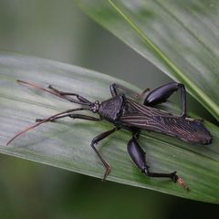 Grammopoecilus