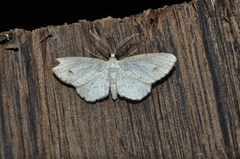Melanolophiini