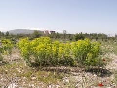 Euphorbia esula tommasiniana