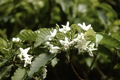 Tabernaemontana cymosa