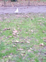 Chroicocephalus ridibundus