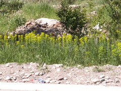 Euphorbia esula tommasiniana