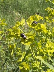 Euphorbia esula tommasiniana