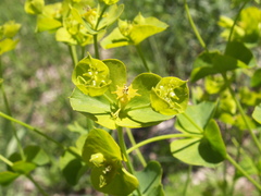 Euphorbia esula tommasiniana