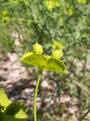 Euphorbia esula tommasiniana