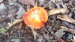 Image of Hygrocybe punicea