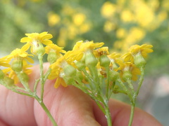Senecio rosmarinifolius