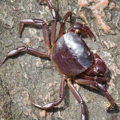 Trichodactylus fluviatilis