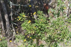 Euryops chrysanthemoides