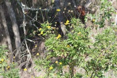 Euryops chrysanthemoides