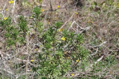 Euryops chrysanthemoides