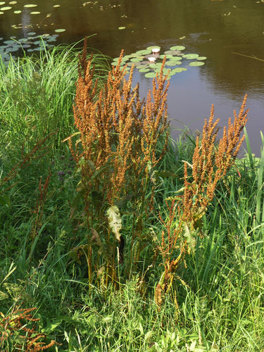 Scottish dock (Rumex aquaticus)