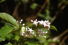 Macrocnemum roseum