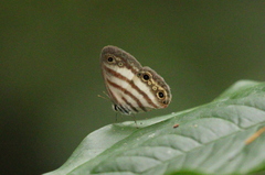 Euptychia