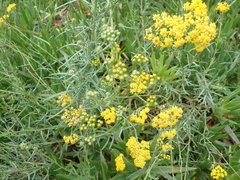 Senecio rosmarinifolius