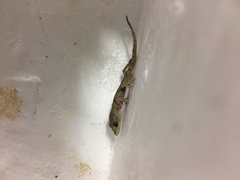 Mediodactylus danilewskii