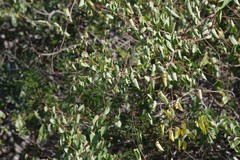 Helinus integrifolius