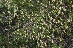 Helinus integrifolius