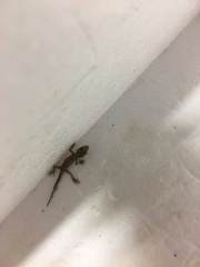 Mediodactylus danilewskii