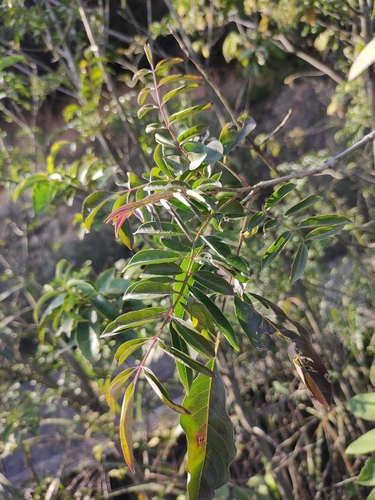 Choerospondias axillaris iNat (3)