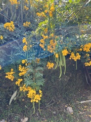 Senna bicapsularis