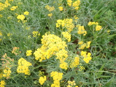 Senecio rosmarinifolius