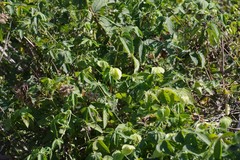 Dalechampia capensis