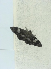 Lepidoptera