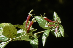 Siphocampylus orbignianus