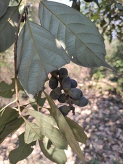 Lithocarpus glaber
