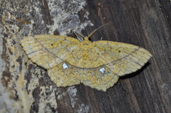 Geometridae