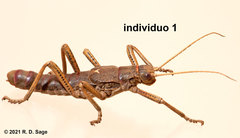 Agathemera millepunctata