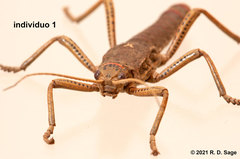 Agathemera millepunctata