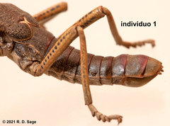 Agathemera millepunctata