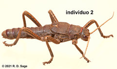 Agathemera millepunctata