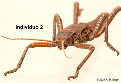 Agathemera millepunctata