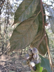 Lithocarpus glaber