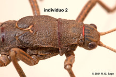 Agathemera millepunctata