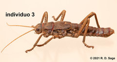 Agathemera millepunctata