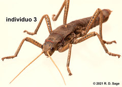 Agathemera millepunctata