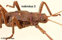 Agathemera millepunctata